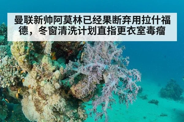 曼联新帅阿莫林已经果断弃用拉什福德，冬窗清洗计划直指更衣室毒瘤